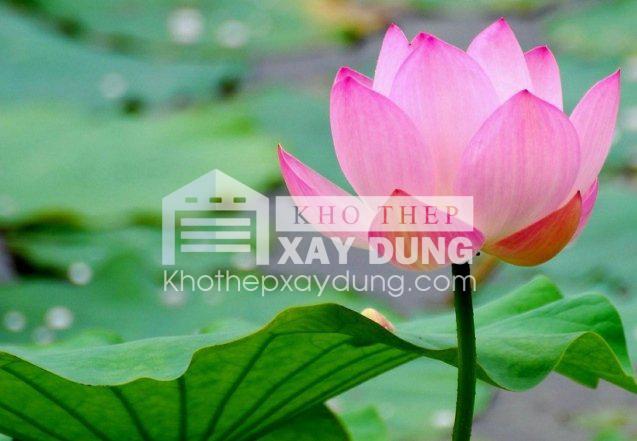 Bảng báo giá thép xây dựng tại Quảng Trị mới nhất ngày 22/01/2025